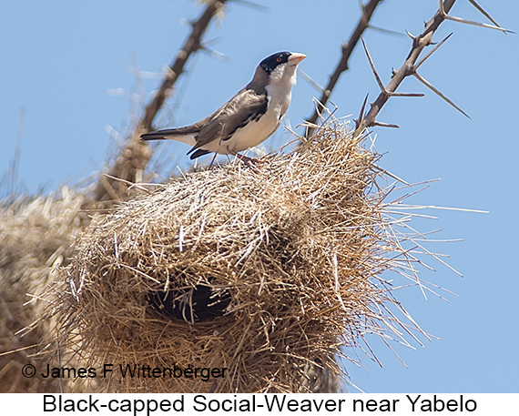 Black-capped Social-Weaver - © The Photographer and Exotic Birding LLC