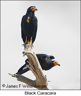 Black Caracara - © James F Wittenberger and Exotic Birding LLC