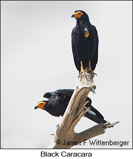 Black Caracara - © James F Wittenberger and Exotic Birding LLC