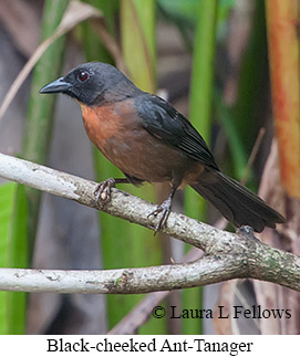Black-cheeked Ant-Tanager - © Laura L Fellows and Exotic Birding LLC Black-cheeked Ant-Tanager - © Laura L Fellows and Exotic Birding LLC