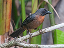 Black-cheeked Ant-Tanager - © Laura L Fellows and Exotic Birding LLC