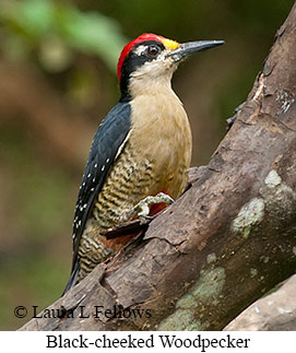 Black-cheeked Woodpecker - © Laura L Fellows and Exotic Birding LLC