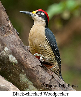 Black-cheeked Woodpecker - © Laura L Fellows and Exotic Birding LLC