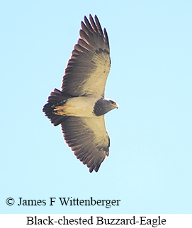 Black-chested Buzzard-Eagle - &copy; James F Wittenberger and Exotic Birding LLC
