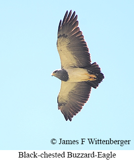 Black-chested Buzzard-Eagle - &copy; James F Wittenberger and Exotic Birding LLC