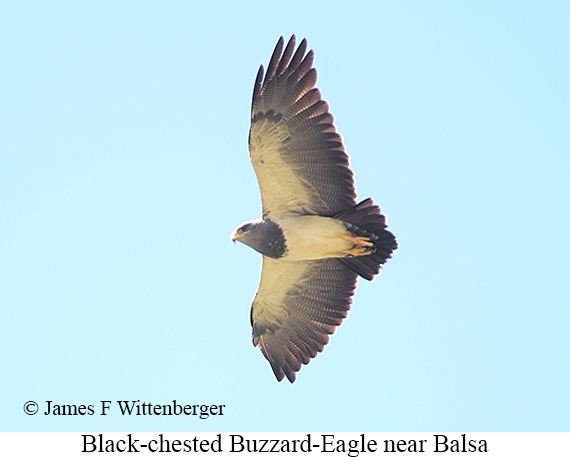 Black-chested Buzzard-Eagle - &copy; James F Wittenberger and Exotic Birding LLC