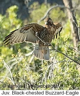 Black-chested Buzzard-Eagle - © James F Wittenberger and Exotic Birding LLC Black-chested Buzzard-Eagle - © James F Wittenberger and Exotic Birding LLC