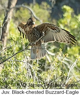 Black-chested Buzzard-Eagle - © James F Wittenberger and Exotic Birding LLC Black-chested Buzzard-Eagle - © James F Wittenberger and Exotic Birding LLC