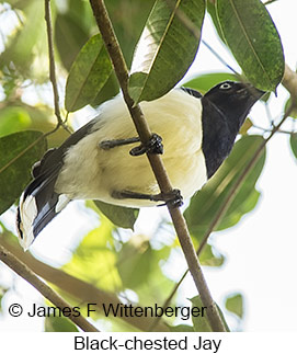 Black-chested Jay - © James F Wittenberger and Exotic Birding LLC Black-chested Jay - © James F Wittenberger and Exotic Birding LLC