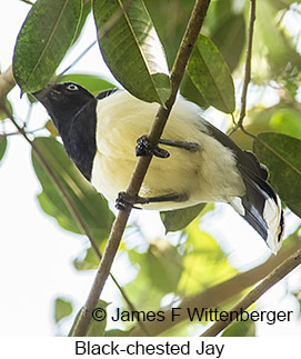 Black-chested Jay - © James F Wittenberger and Exotic Birding LLC