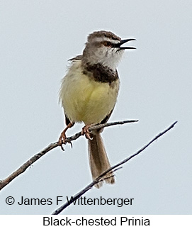 Black-chested Prinia - © James F Wittenberger and Exotic Birding LLC