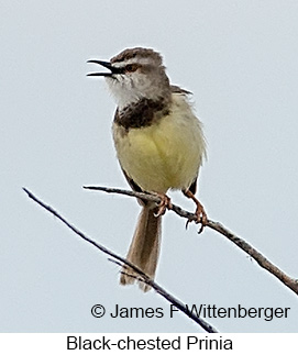 Black-chested Prinia - © James F Wittenberger and Exotic Birding LLC