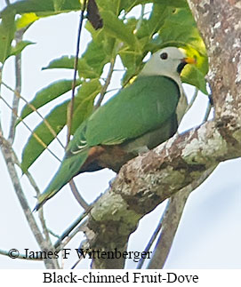 Black-chinned Fruit-Dove - © James F Wittenberger and Exotic Birding LLC