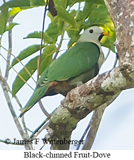 Black-chinned Fruit-Dove - © James F Wittenberger and Exotic Birding LLC Black-chinned Fruit-Dove - © James F Wittenberger and Exotic Birding LLC