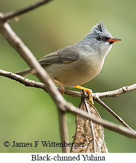 Black-chinned Yuhina - © James F Wittenberger and Exotic Birding LLC Black-chinned Yuhina - © James F Wittenberger and Exotic Birding LLC