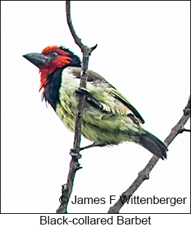 Black-collared Barbet - © James F Wittenberger and Exotic Birding LLC Black-collared Barbet - © James F Wittenberger and Exotic Birding LLC