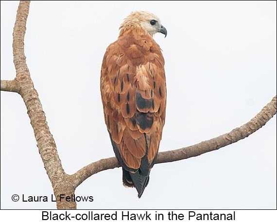 Black-collared Hawk - © James F Wittenberger and Exotic Birding LLC