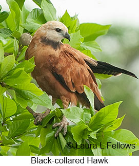 Black-collared Hawk - © Laura L Fellows and Exotic Birding LLC