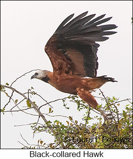 Black-collared Hawk - © Laura L Fellows and Exotic Birding LLC