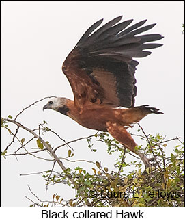 Black-collared Hawk - © Laura L Fellows and Exotic Birding LLC Black-collared Hawk - © Laura L Fellows and Exotic Birding LLC