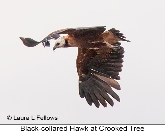 Black-collared Hawk - © James F Wittenberger and Exotic Birding LLC Black-collared Hawk - © James F Wittenberger and Exotic Birding LLC