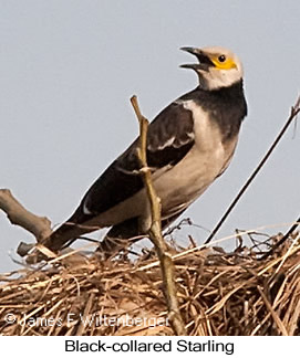 Black-collared Starling - © James F Wittenberger and Exotic Birding LLC