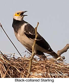 Black-collared Starling - © James F Wittenberger and Exotic Birding LLC