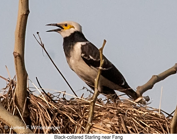Black-collared Starling - © James F Wittenberger and Exotic Birding LLC
