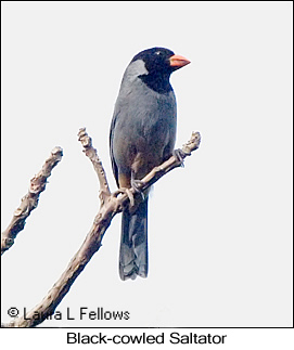 Black-cowled Saltator - © Laura L Fellows and Exotic Birding LLC