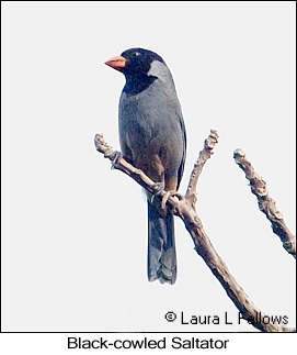 Black-cowled Saltator - © Laura L Fellows and Exotic Birding LLC Black-cowled Saltator - © Laura L Fellows and Exotic Birding LLC