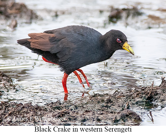 Black Crake - © James F Wittenberger and Exotic Birding LLC