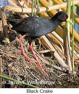 Black Crake - © James F Wittenberger and Exotic Birding LLC