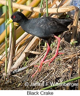 Black Crake - © James F Wittenberger and Exotic Birding LLC Black Crake - © James F Wittenberger and Exotic Birding LLC