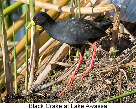 Black Crake - © James F Wittenberger and Exotic Birding LLC