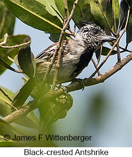 Black-crested Antshrike - © James F Wittenberger and Exotic Birding LLC