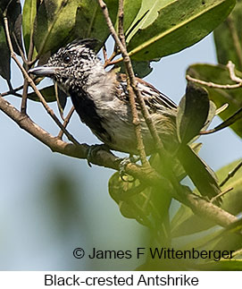 Black-crested Antshrike - © James F Wittenberger and Exotic Birding LLC