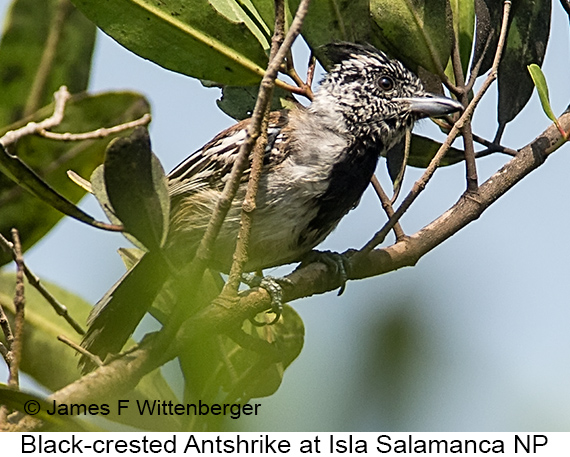 Black-crested Antshrike - © James F Wittenberger and Exotic Birding LLC