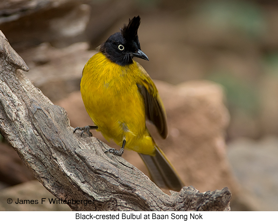 Black-crested Bulbul - © James F Wittenberger and Exotic Birding LLC