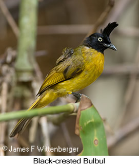 Black-crested Bulbul - © James F Wittenberger and Exotic Birding LLC