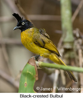 Black-crested Bulbul - © James F Wittenberger and Exotic Birding LLC