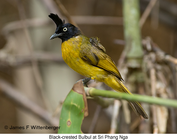 Black-crested Bulbul - © James F Wittenberger and Exotic Birding LLC