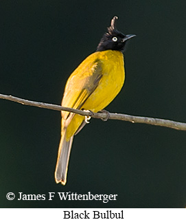 Black-crested Bulbul - &copy; James F Wittenberger and Exotic Birding LLC