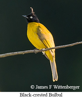 Black-crested Bulbul - © James F Wittenberger and Exotic Birding LLC