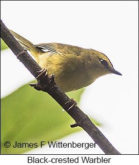 Black-crested Warbler - © James F Wittenberger and Exotic Birding LLC Black-crested Warbler - © James F Wittenberger and Exotic Birding LLC