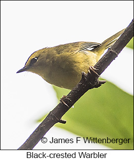 Black-crested Warbler - © James F Wittenberger and Exotic Birding LLC