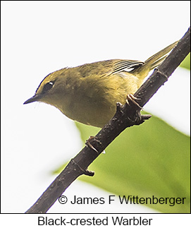 Black-crested Warbler - © James F Wittenberger and Exotic Birding LLC Black-crested Warbler - © James F Wittenberger and Exotic Birding LLC