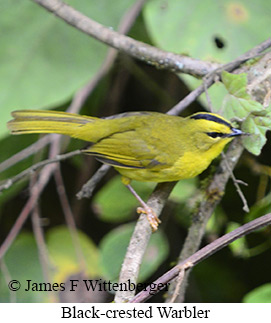 Black-crested Warbler - &copy; James F Wittenberger and Exotic Birding LLC