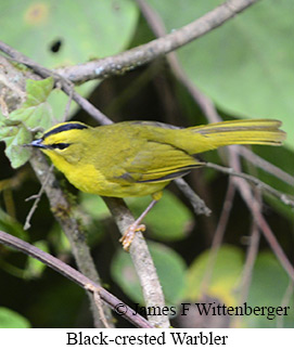 Black-crested Warbler - &copy; James F Wittenberger and Exotic Birding LLC