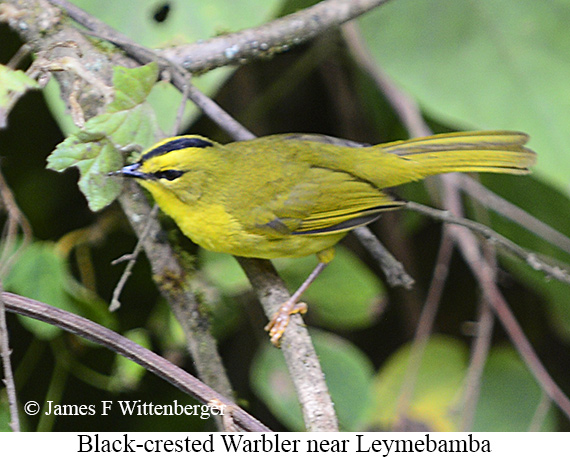 Black-crested Warbler - &copy; James F Wittenberger and Exotic Birding LLC