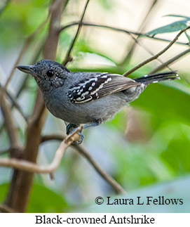 Black-crowned Antshrike - © Laura L Fellows and Exotic Birding LLC